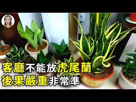 佛手虎尾蘭風水|虎尾蘭風水擺放禁忌：避厄運，這些地方別擺放！ 